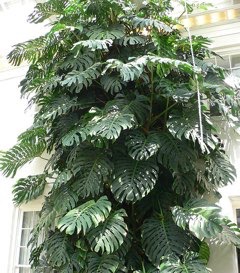 Monstera deliciosa Ceriman, Windowleaf Monstera deliciosa Ceriman, Windowleaf